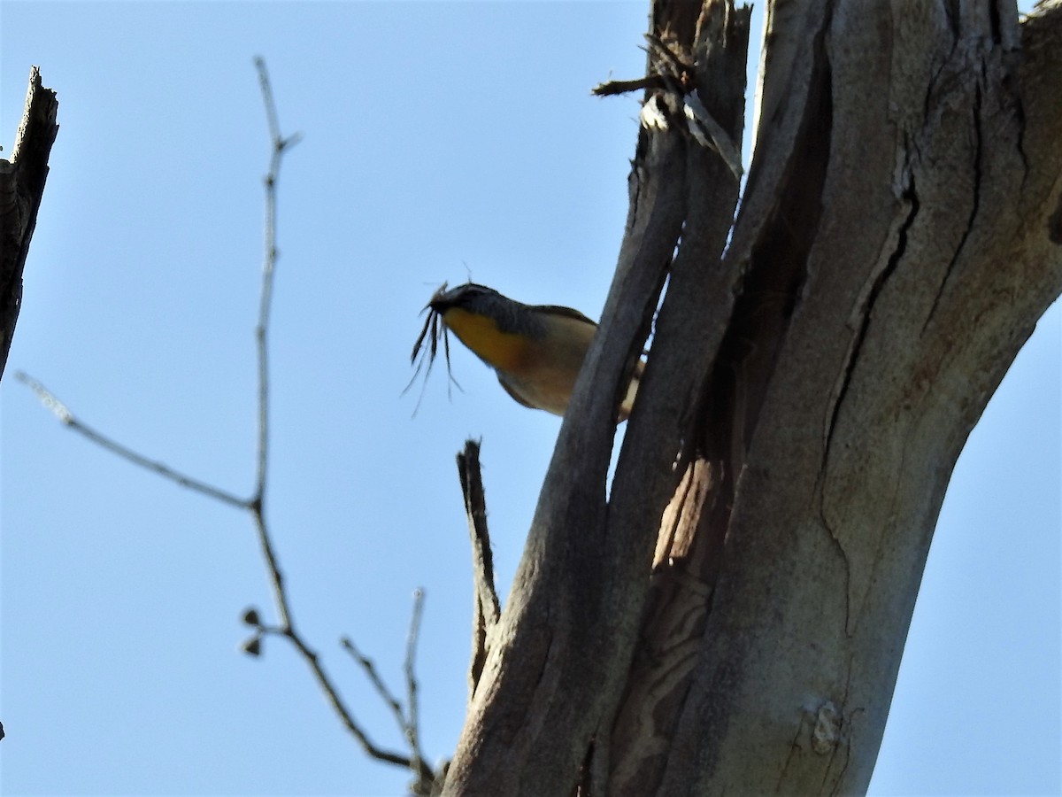 Spotted Pardalote - ML72048901
