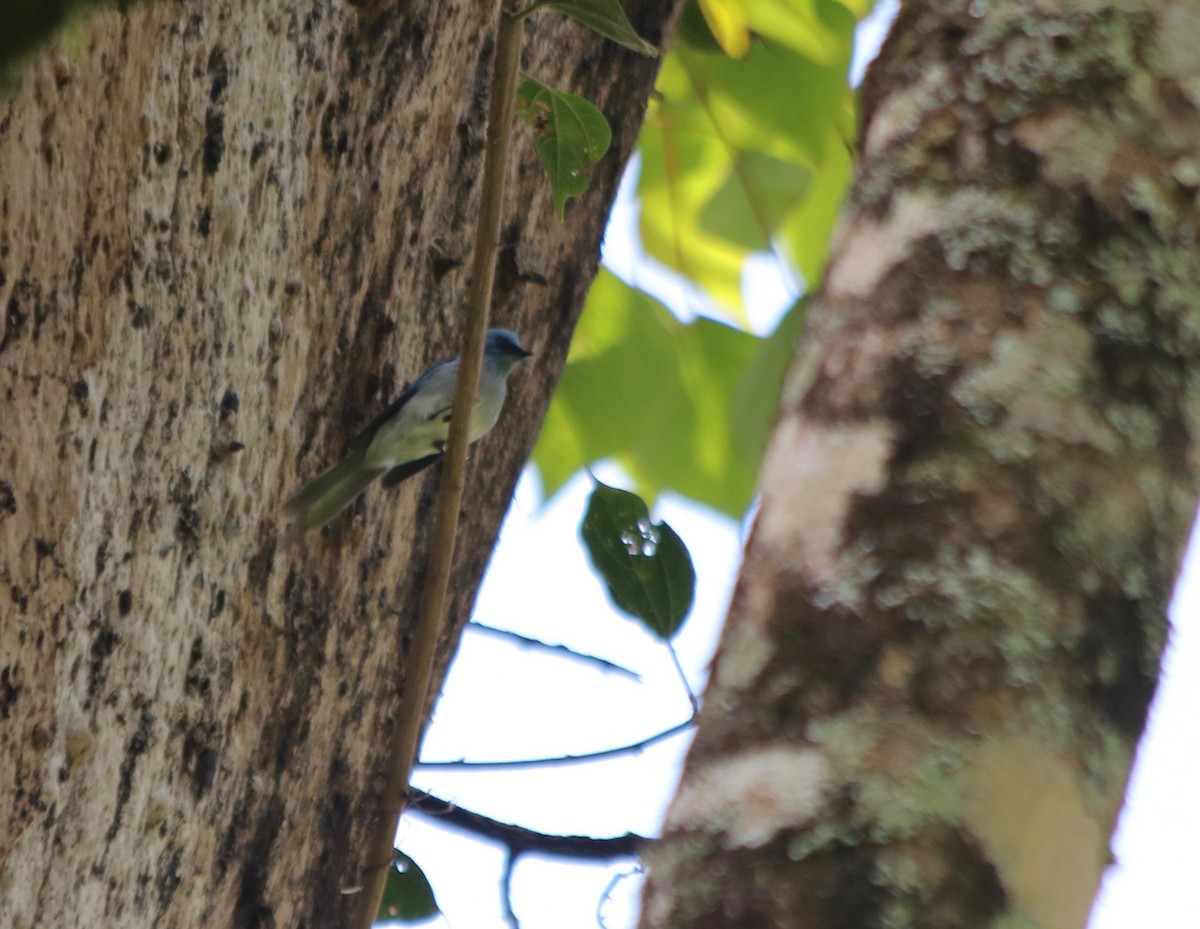 Blauhaubenschnäpper - ML72048911