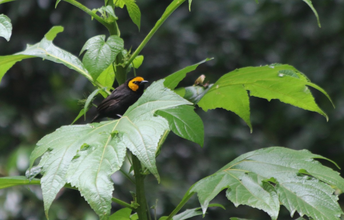 Black-billed Weaver - ML72049001