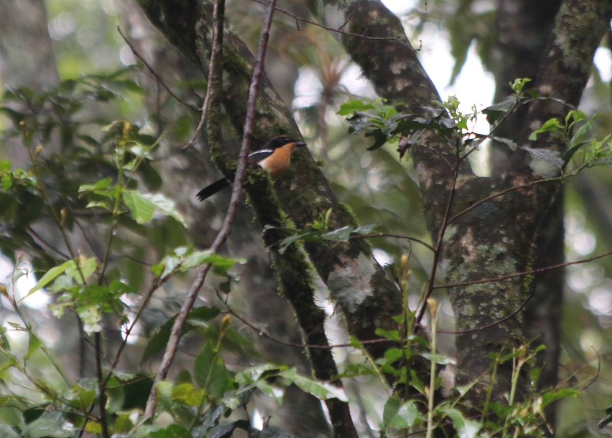 Lühder's Bushshrike - ML72049061