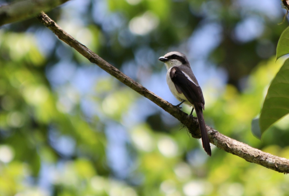 Mackinnon's Shrike - ML72049121