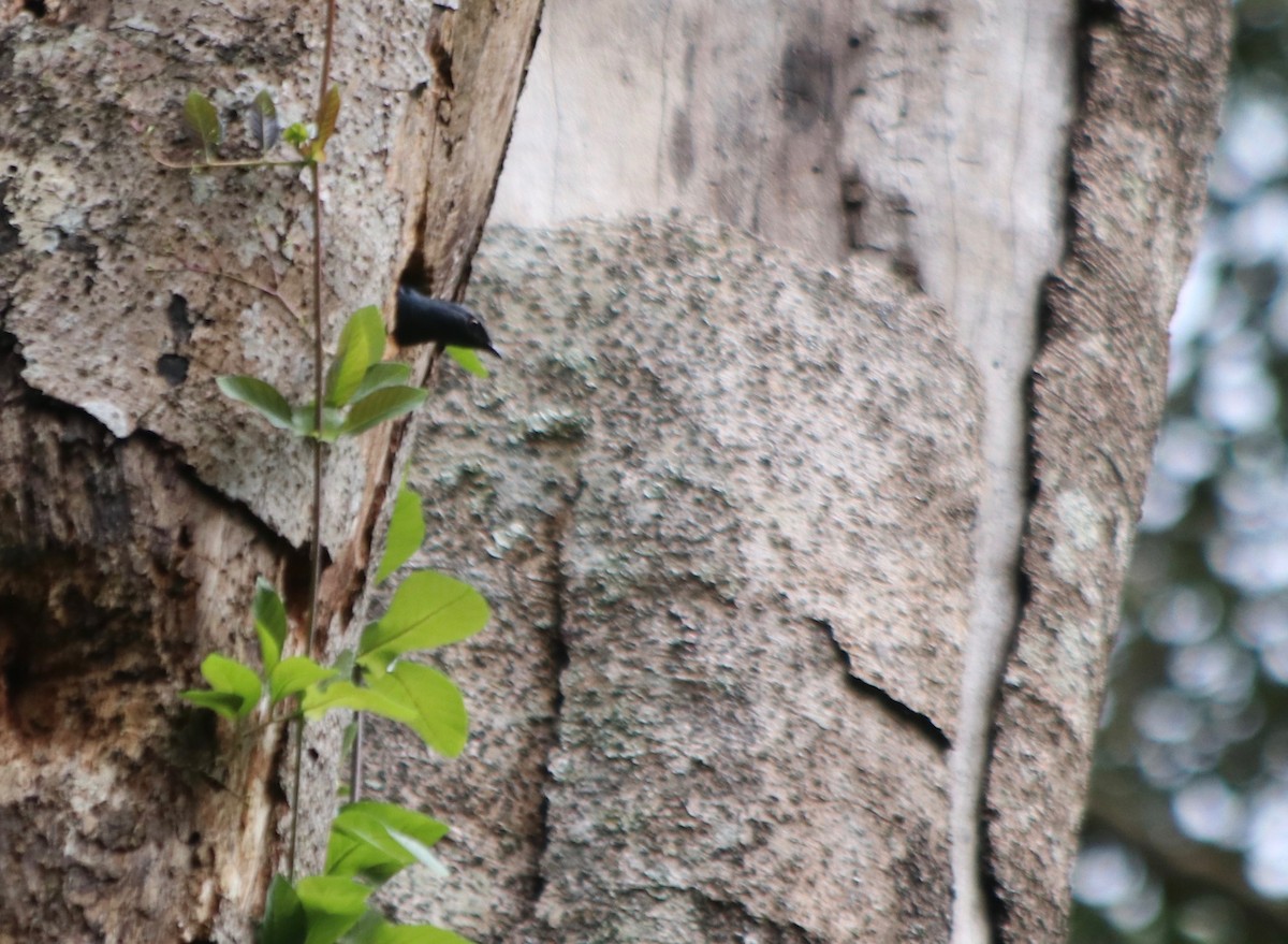 Stuhlmann's Starling - ML72049241