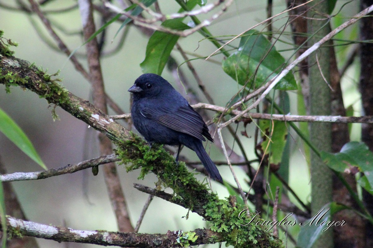 Blackish-blue Seedeater - Douglas Meyer