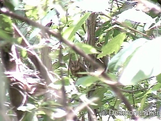 Mantanani Scops-Owl - ML720531