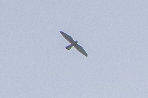 Lesser Kestrel - ML72053251