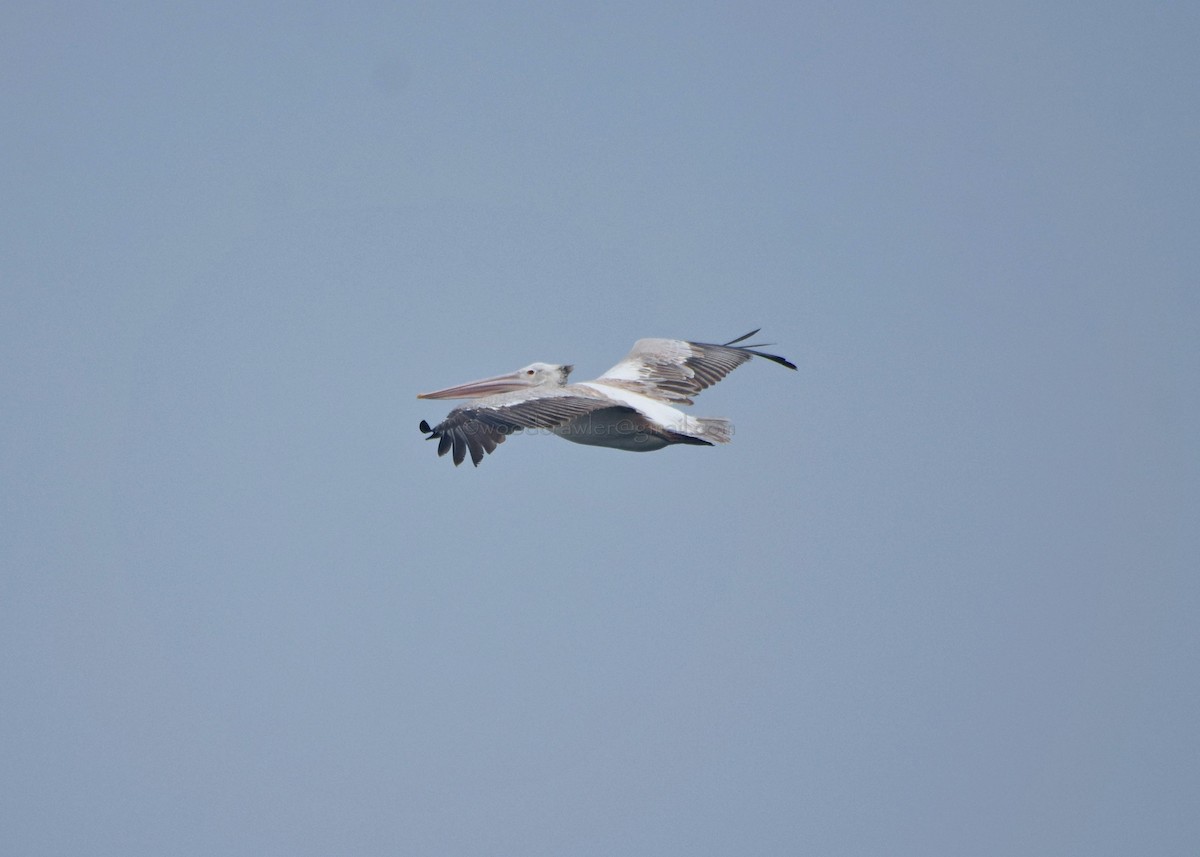 Spot-billed Pelican - ML72053281