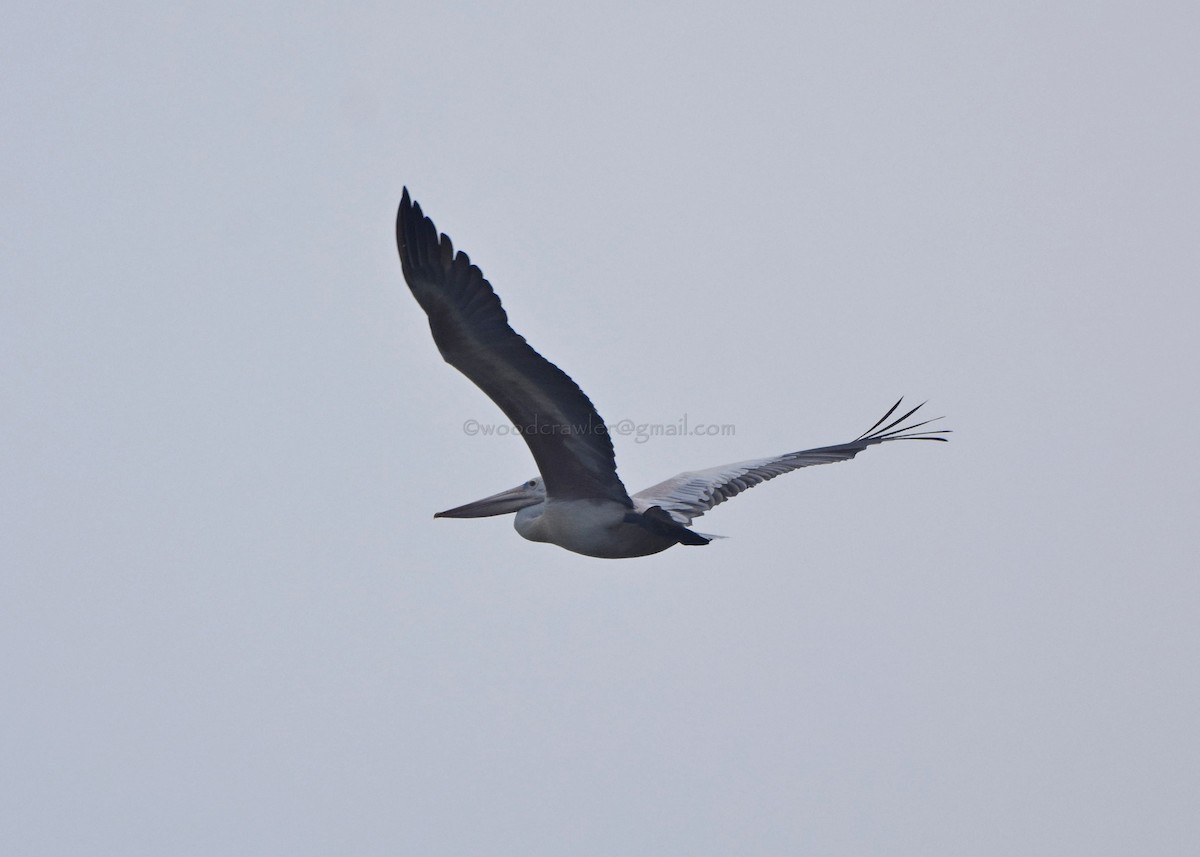 Spot-billed Pelican - ML72053291