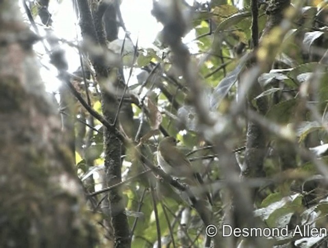 Green-backed Whistler - ML720533