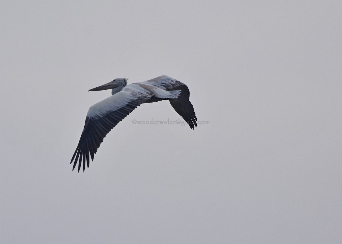 Spot-billed Pelican - ML72053321