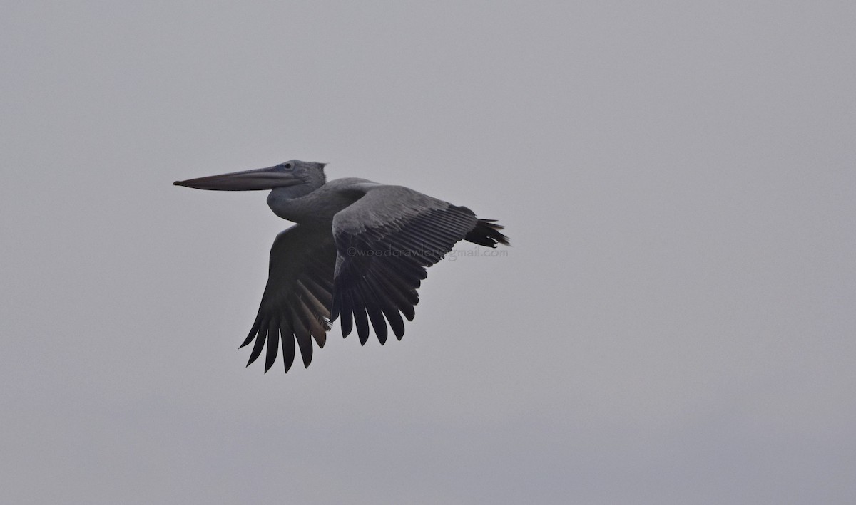 Spot-billed Pelican - ML72053361