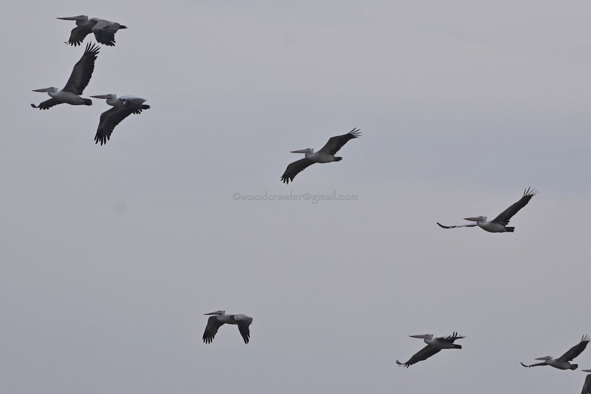 Spot-billed Pelican - ML72053391