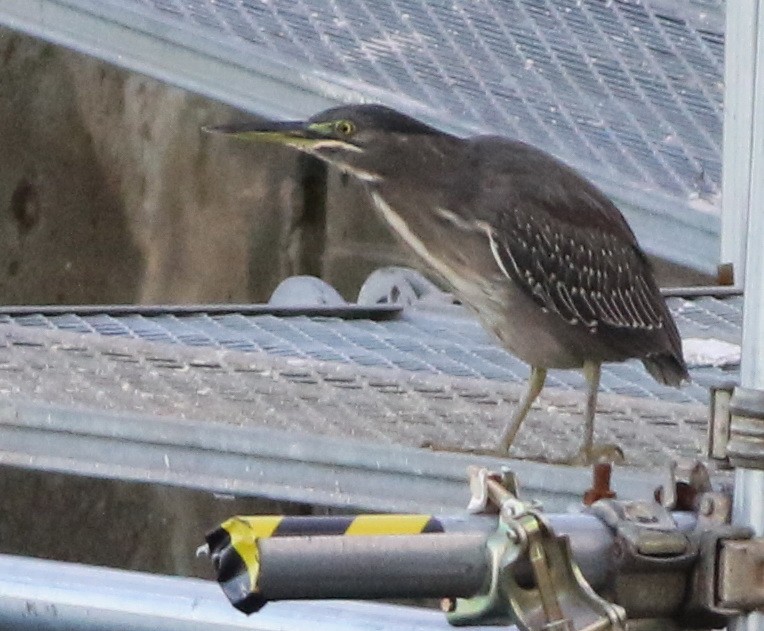 Striated Heron - ML72053471