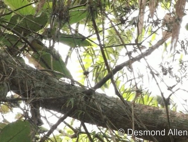 Yellow-bellied Whistler - ML720537