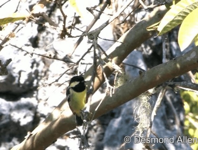 Elegant Tit - ML720538