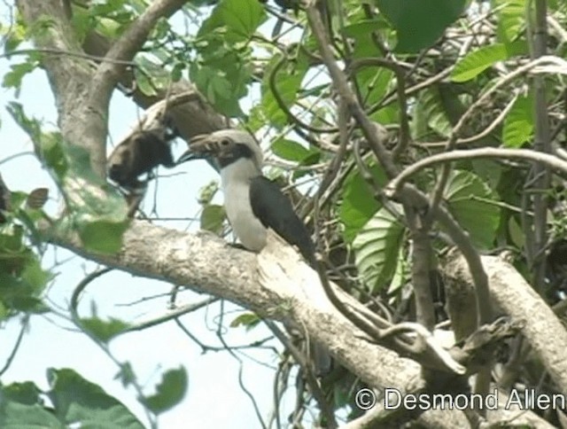 Luzon Hornbill - ML720539