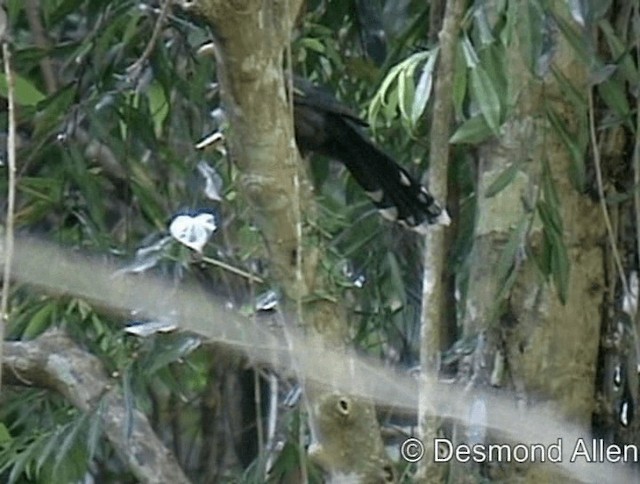 Scale-feathered Malkoha - ML720541