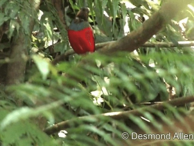 Philippine Pitta (Philippine) - ML720543