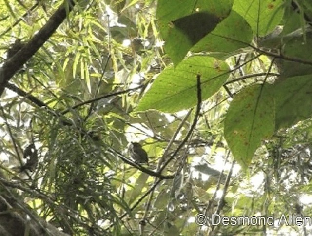 Olive-backed Flowerpecker - ML720545