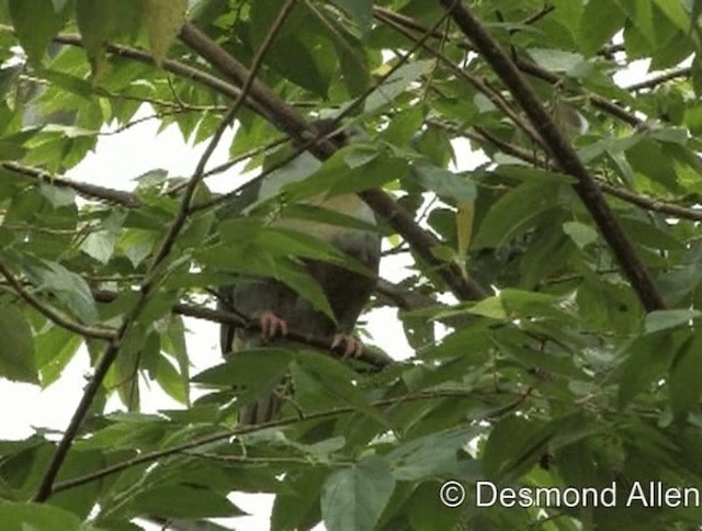 Yellow-breasted Fruit-Dove - ML720549