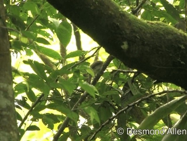 Yellow-wattled Bulbul - ML720550