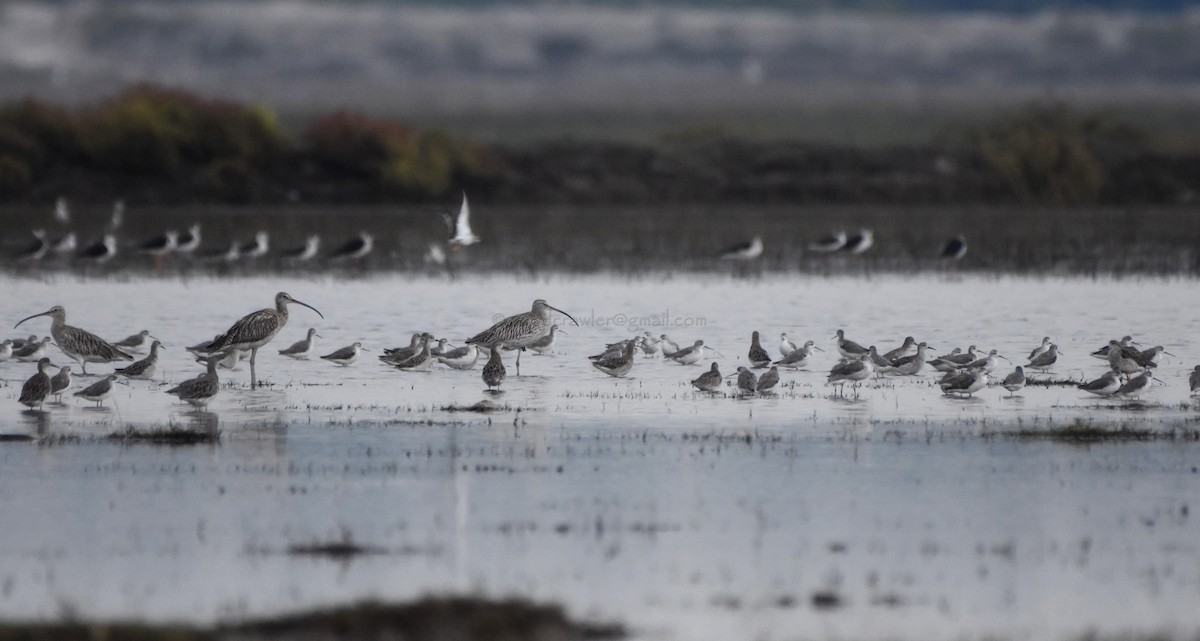 Eurasian Curlew - ML72055041