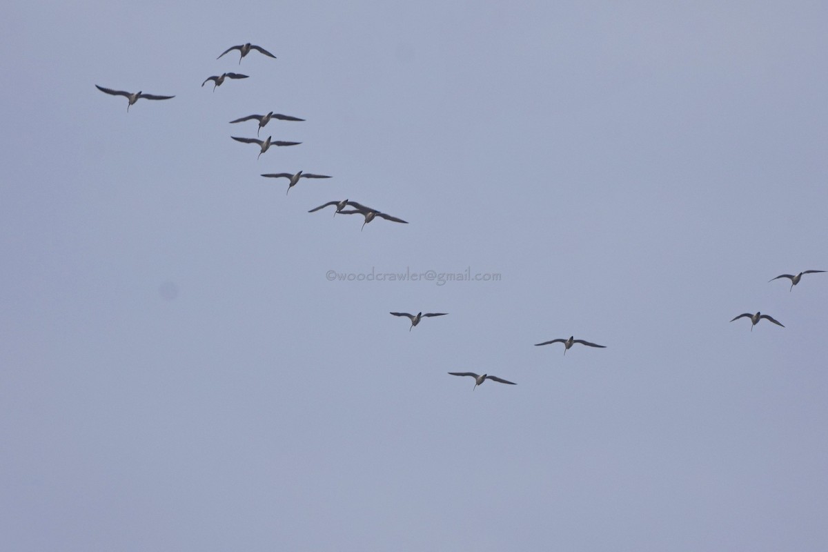 Eurasian Curlew - ML72055091