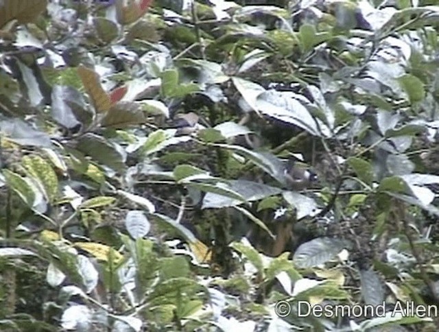 White-cheeked Bullfinch - ML720551