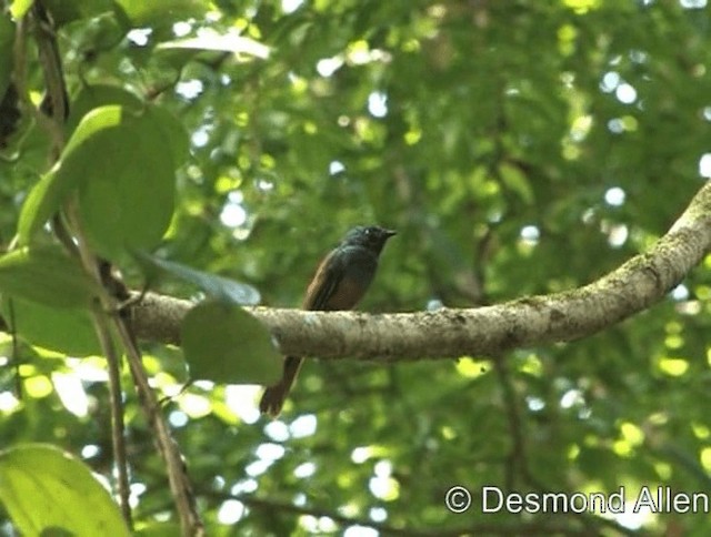 Blue-headed Fantail - ML720553