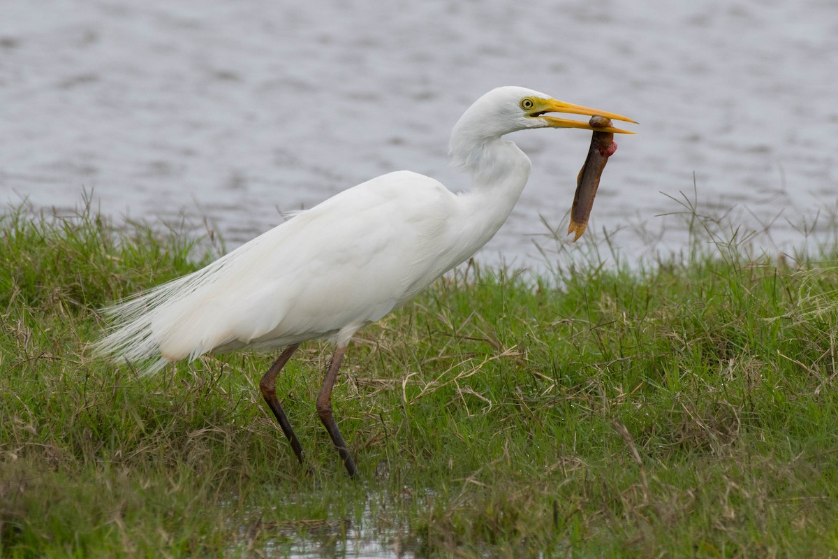 Plumed Egret - ML72055301