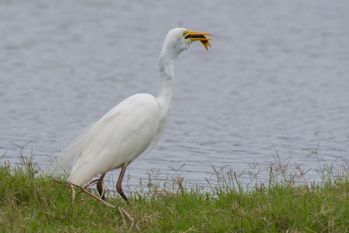 Plumed Egret - ML72055311