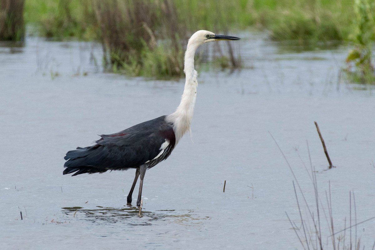 Pacific Heron - Terence Alexander