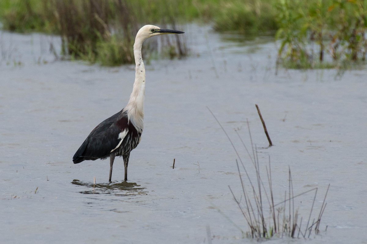 Garza Cuelliblanca - ML72055401