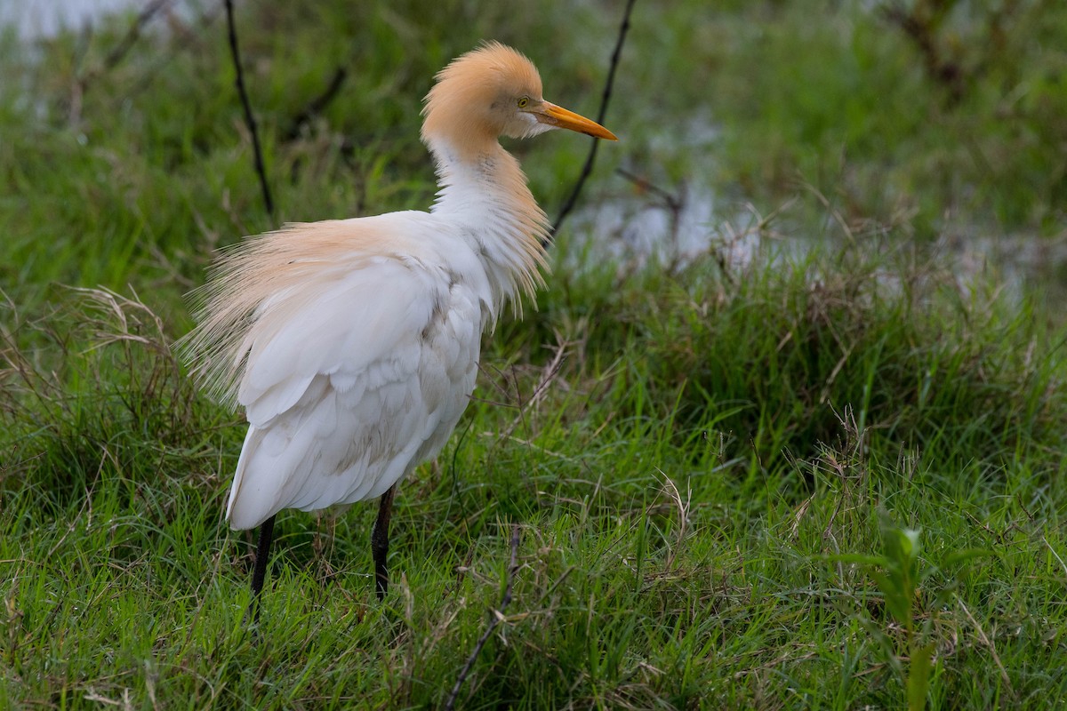 Eastern Cattle Egret - ML72055471