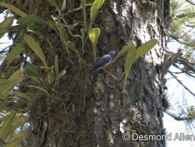 Sulphur-billed Nuthatch - ML720557