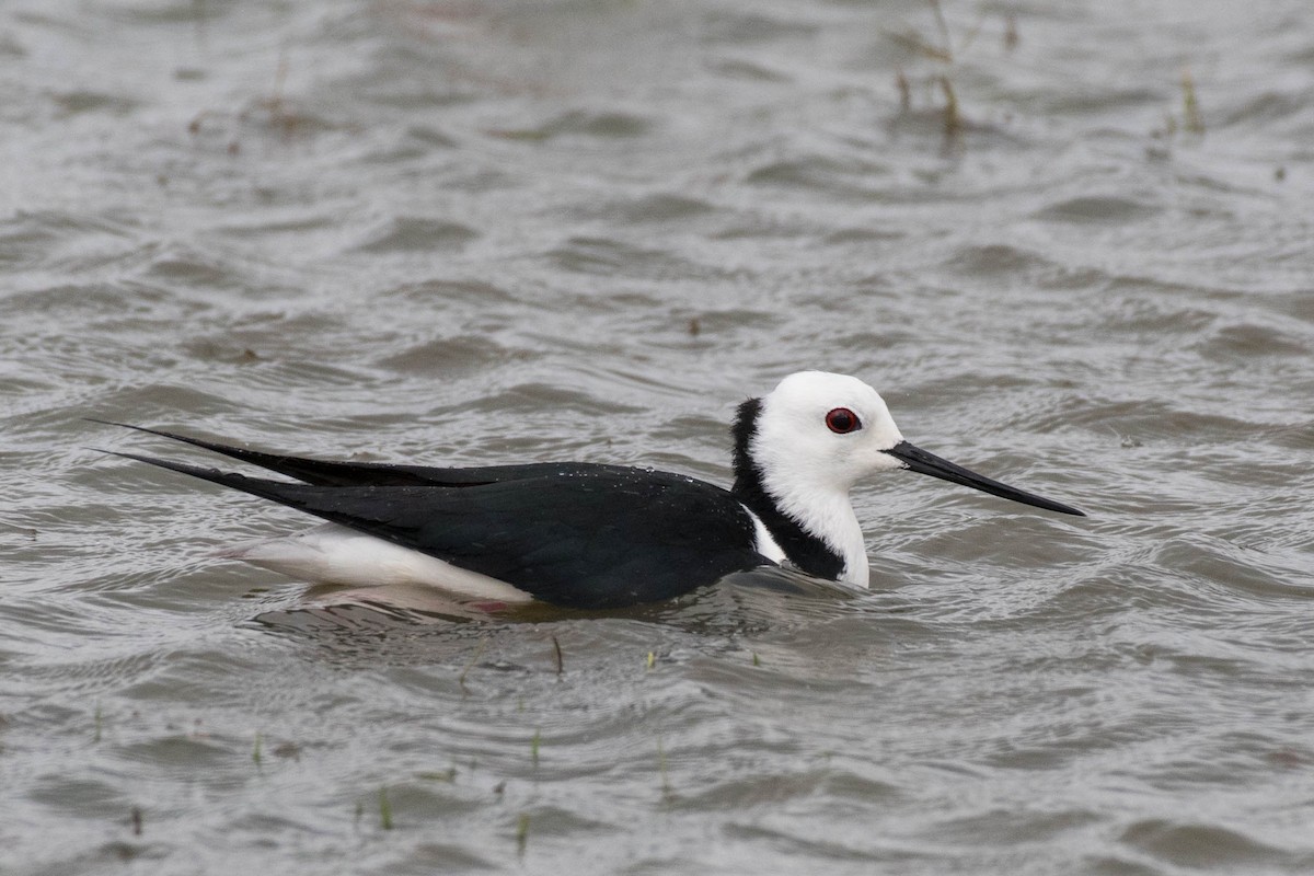 Pied Stilt - ML72055731