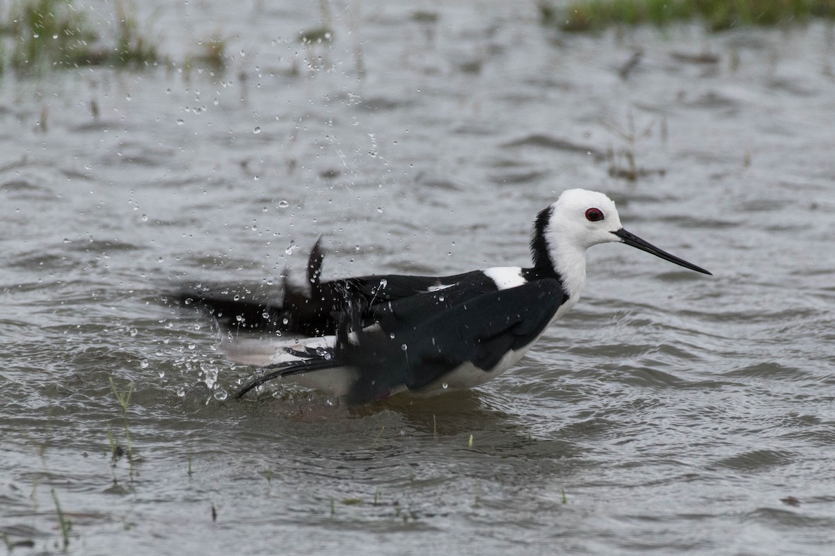 Pied Stilt - ML72055751