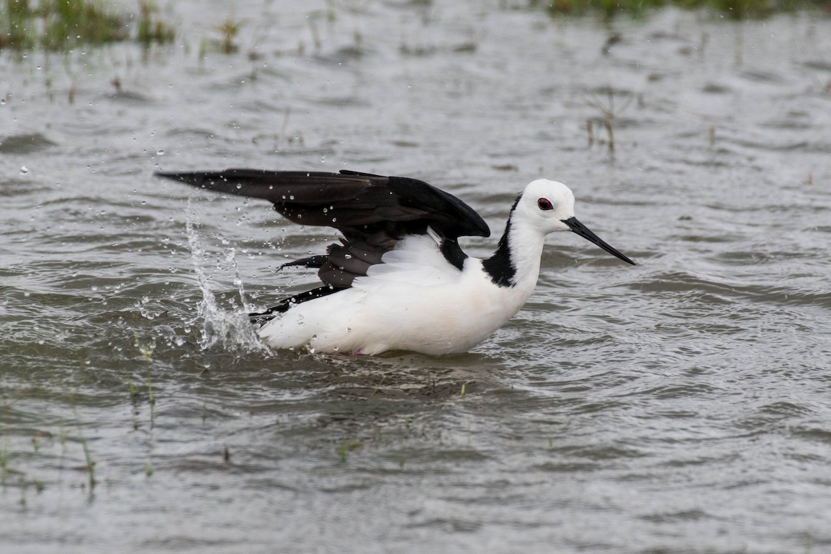 Pied Stilt - ML72055761