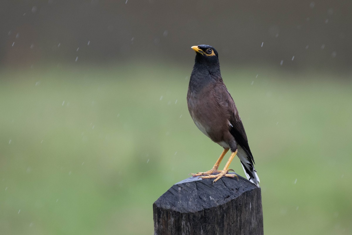 Common Myna - ML72055951