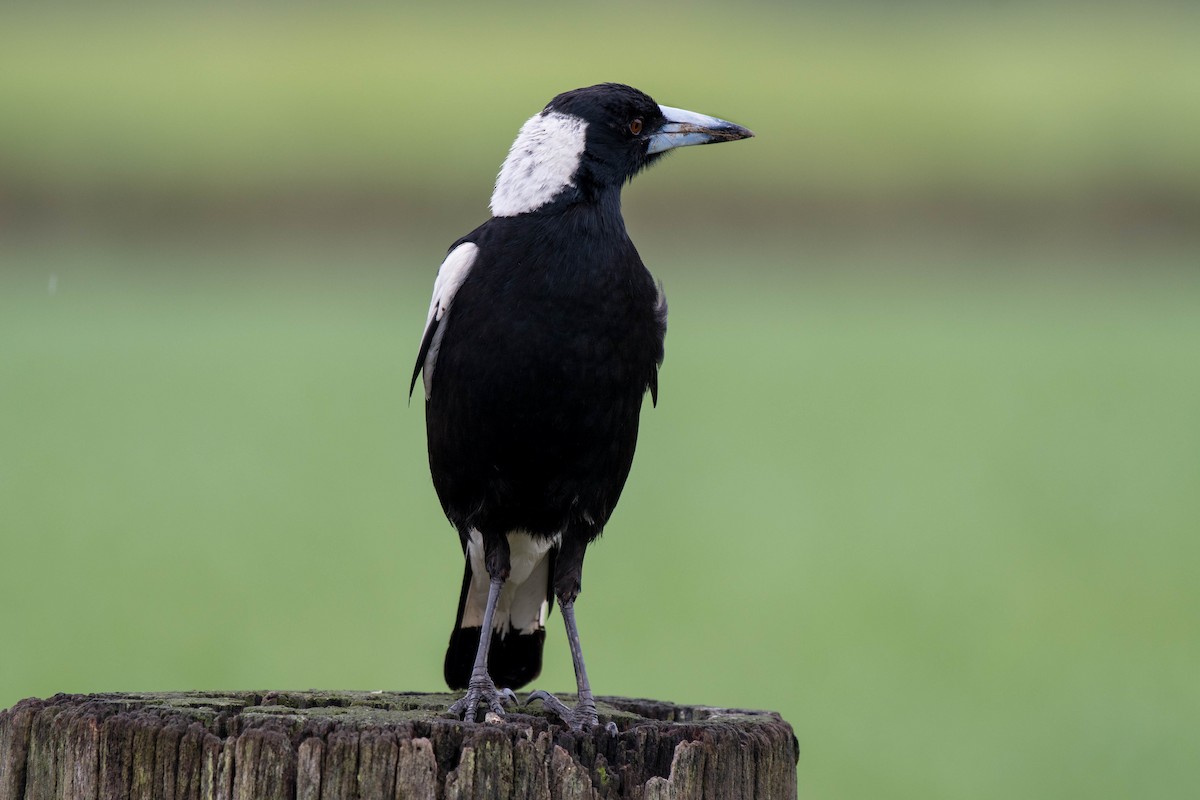 Australian Magpie - ML72056071