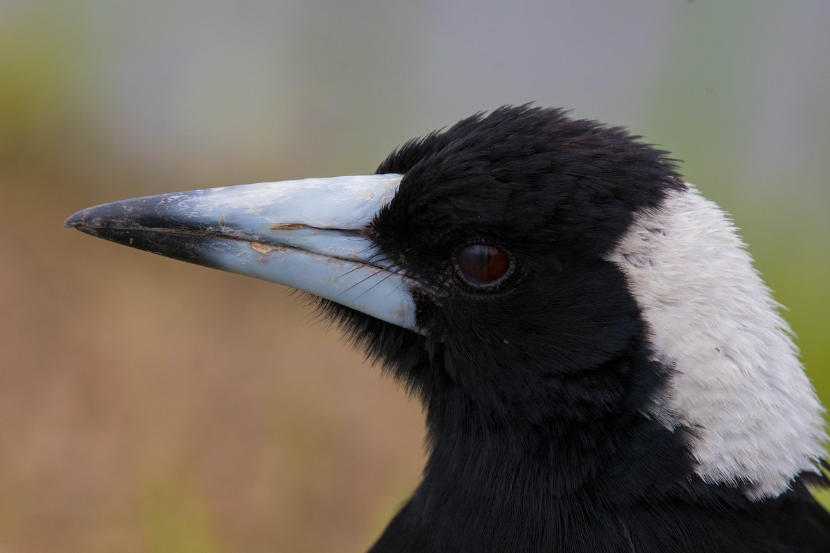 Australian Magpie - ML72056081