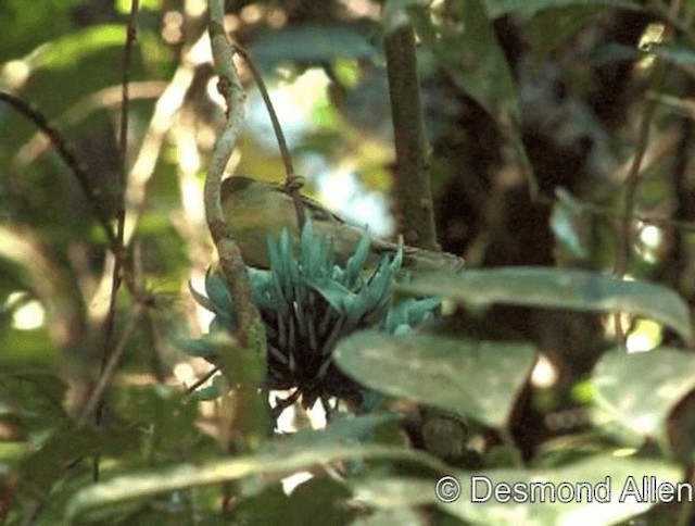 Zostérops à calotte dorée - ML720561