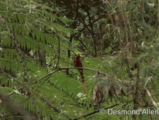 Zimtparadiesschnäpper (unirufa) - ML720567