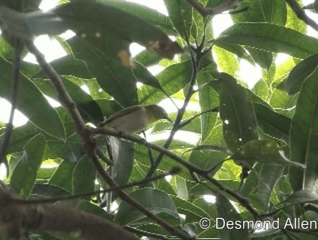 Lowland White-eye - ML720570