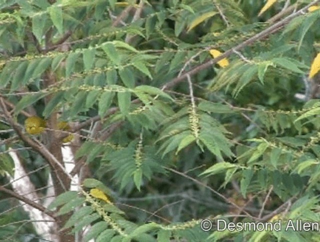 Philippinenbrillenvogel - ML720571