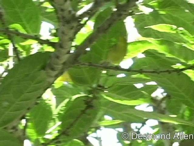 Philippinenbrillenvogel - ML720572