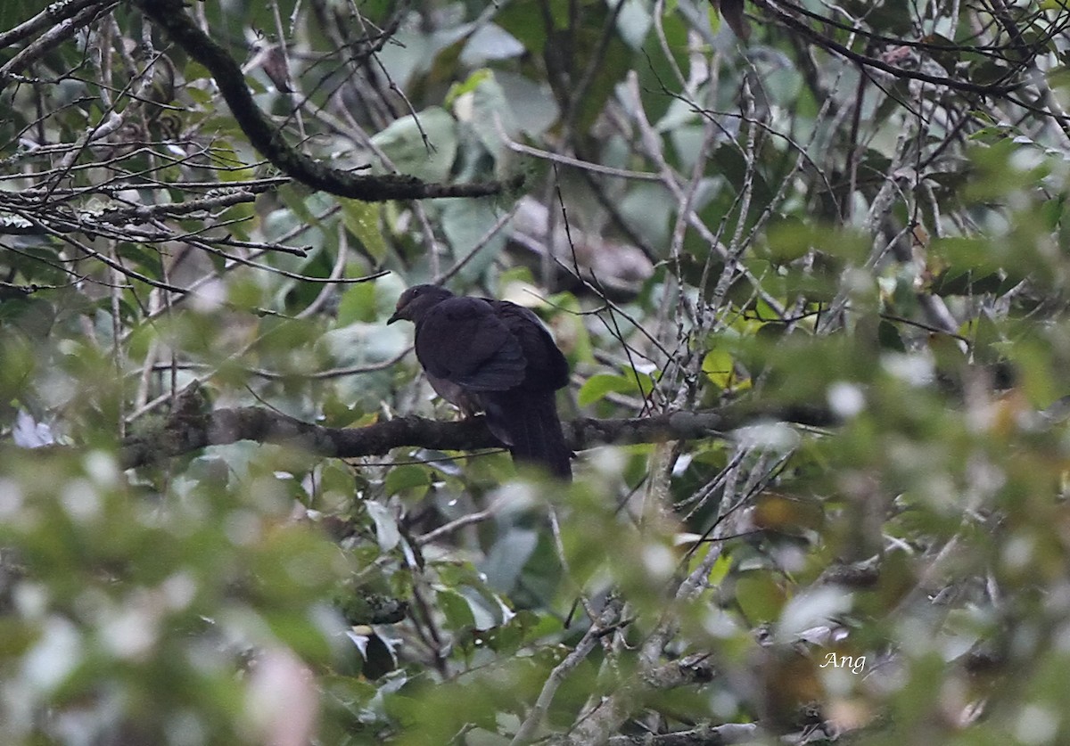 Barred Cuckoo-Dove - Ang TH