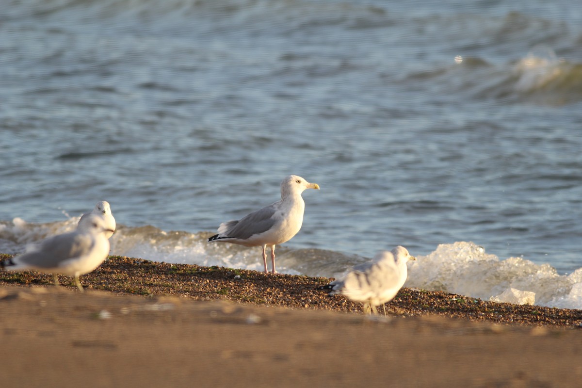 Gaviota Argéntea - ML72057571