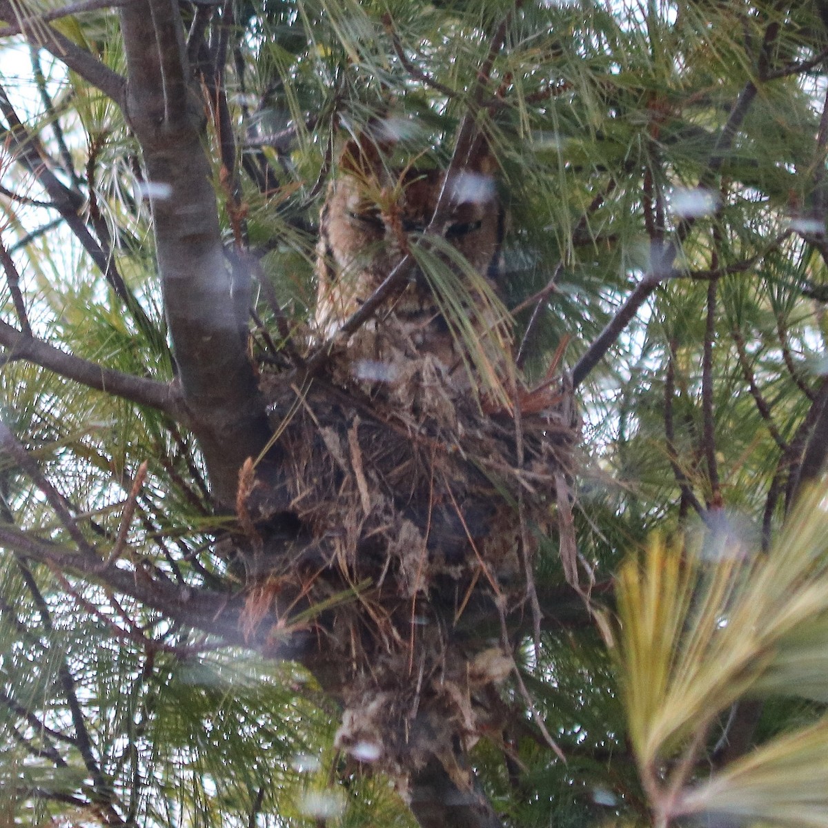 Eastern Screech-Owl - ML72060431