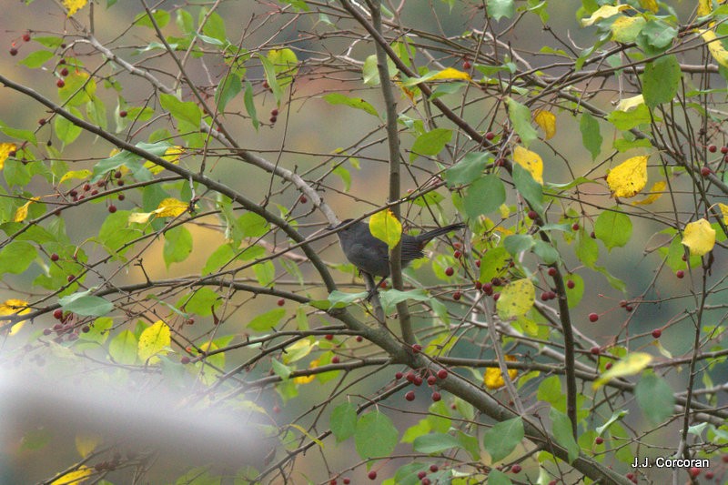 Gray Catbird - ML72061701