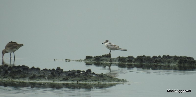 White-winged Tern - ML72062281